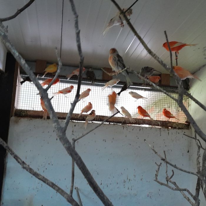 Canários vermelho intenso , arlequins e Ágata vermelho