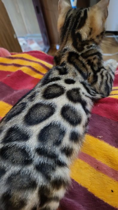 Бенгальский мальчик