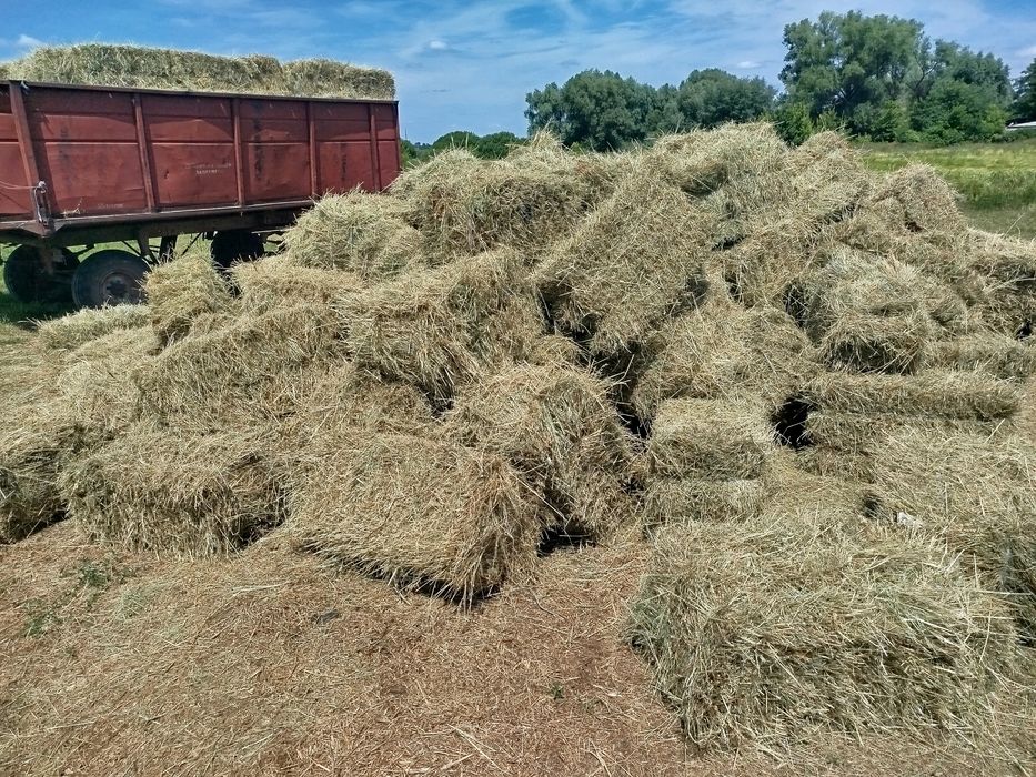 Сіно лугове та сіно люцерни