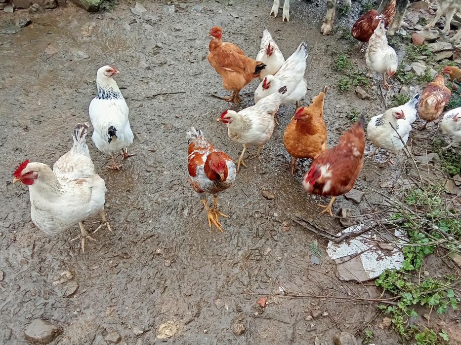 Ovos caseiros Portimão