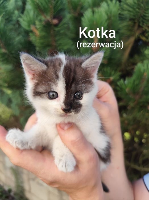 Oddam małe kotki