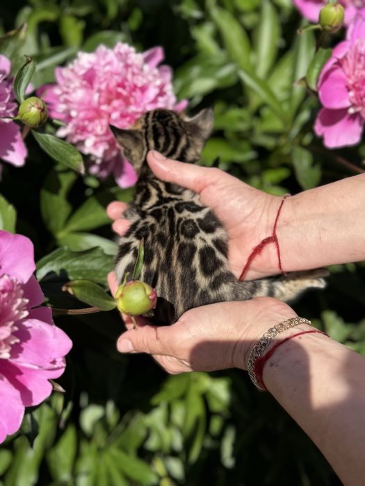Бенгальські кошенята з документами