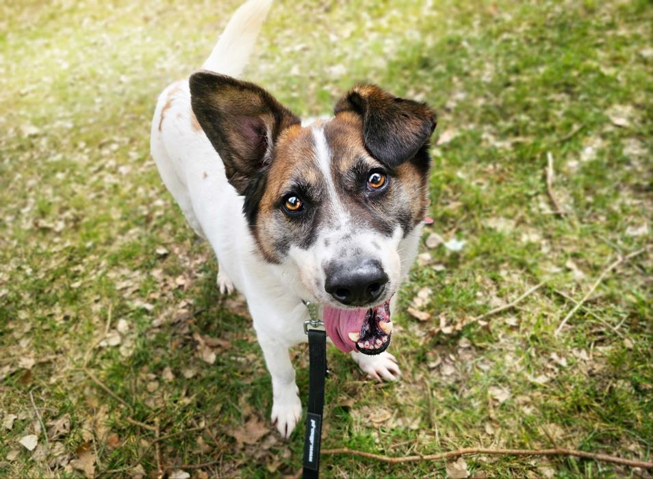 Admin- to już 5 lat w schronisku