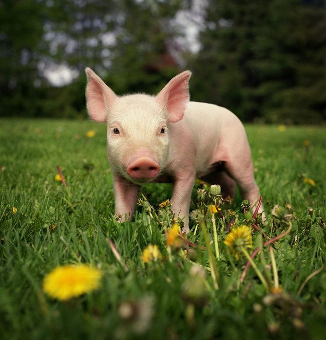 Продам поросят малих