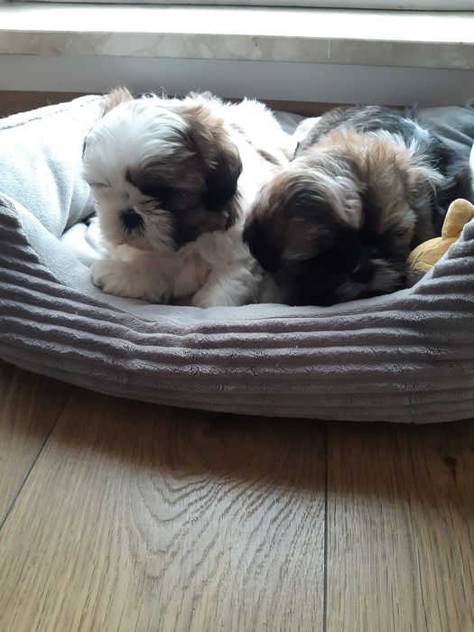 Shih tzu prześliczny chłopczyk