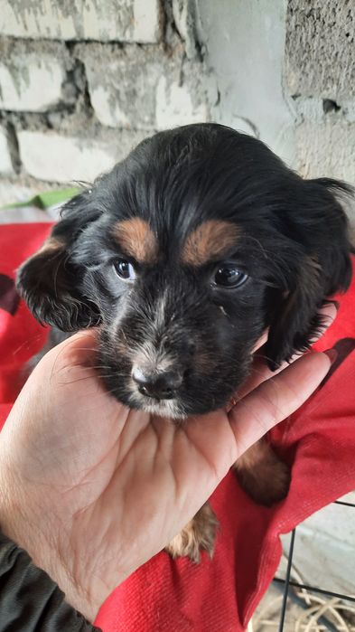 Щенок английского спаниеля