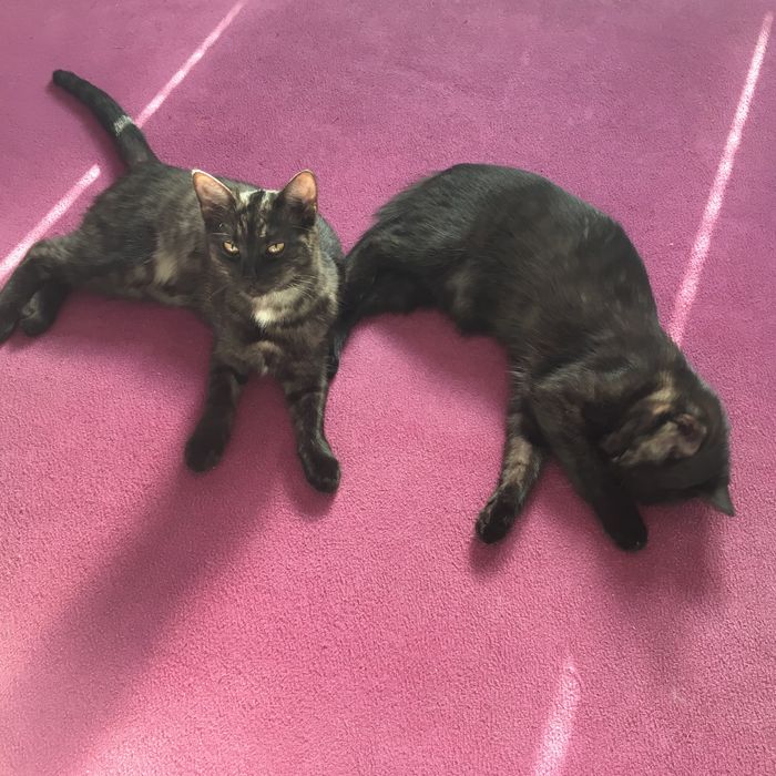 Kot kotka do adopcji