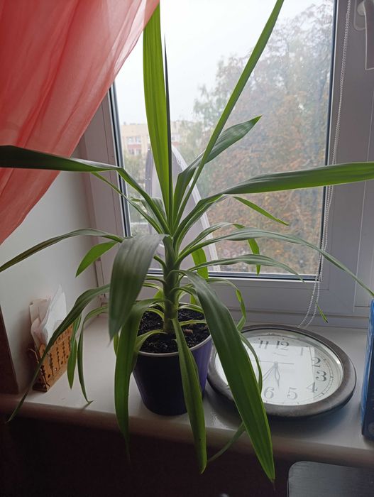 Кордиліна фрактalis. Домашня рослина