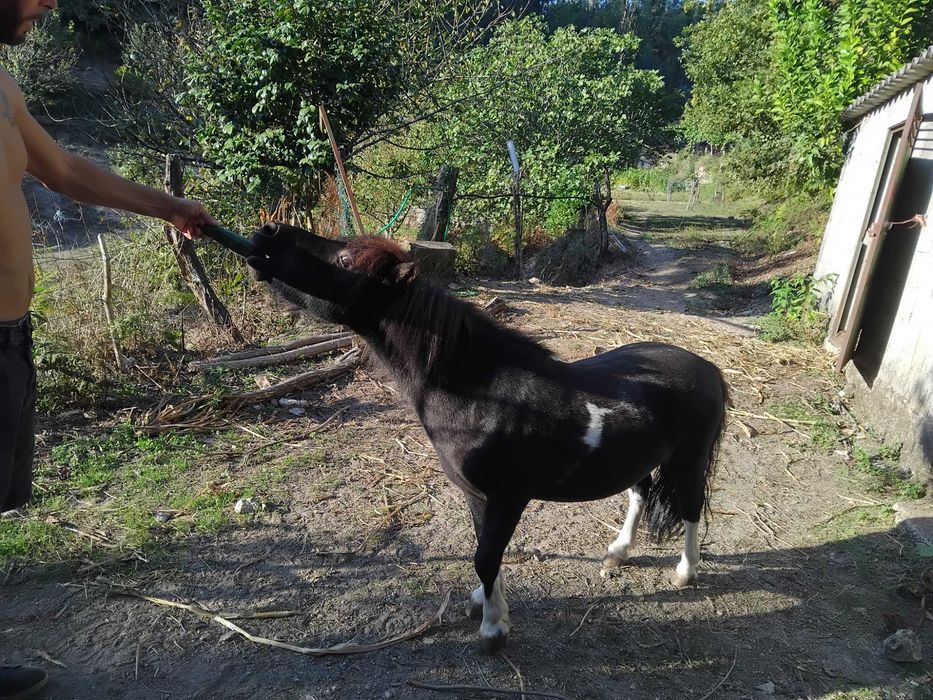 Animais cavalos e póneis