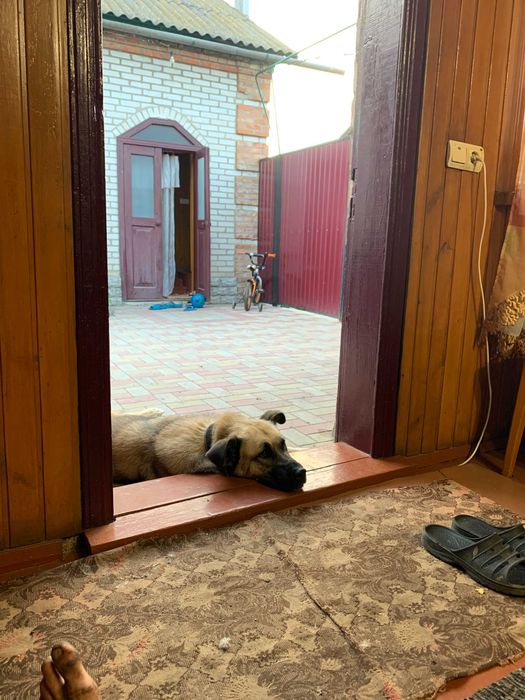 Гарний кобель для сучки