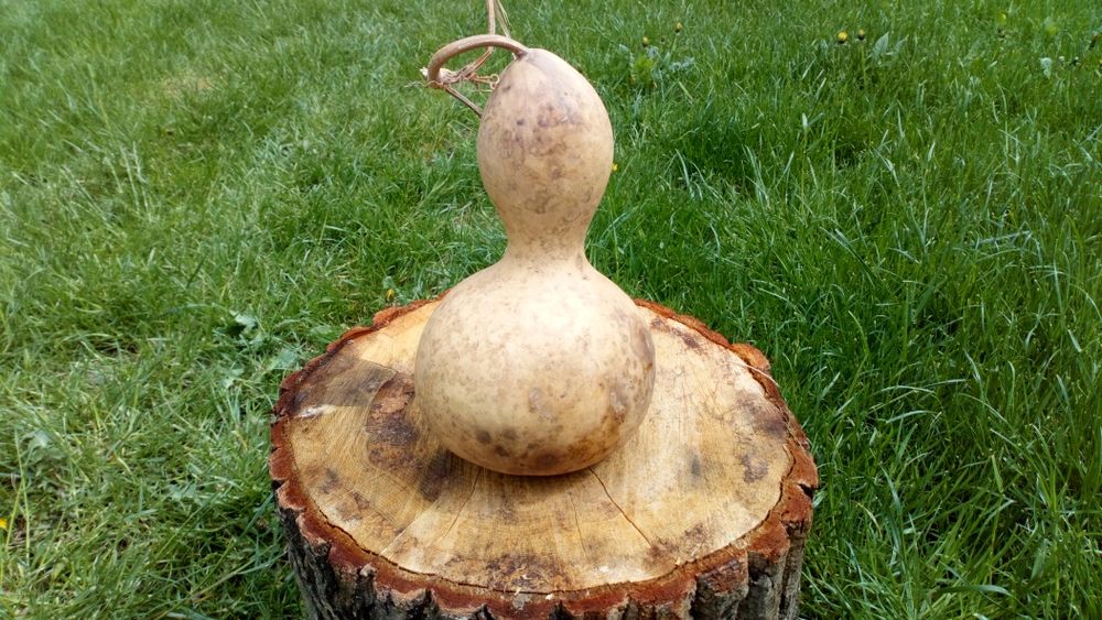 Tykwa, Calabash, Odmiana Mini Bottle Gourds, Feng shui, mała butelka .