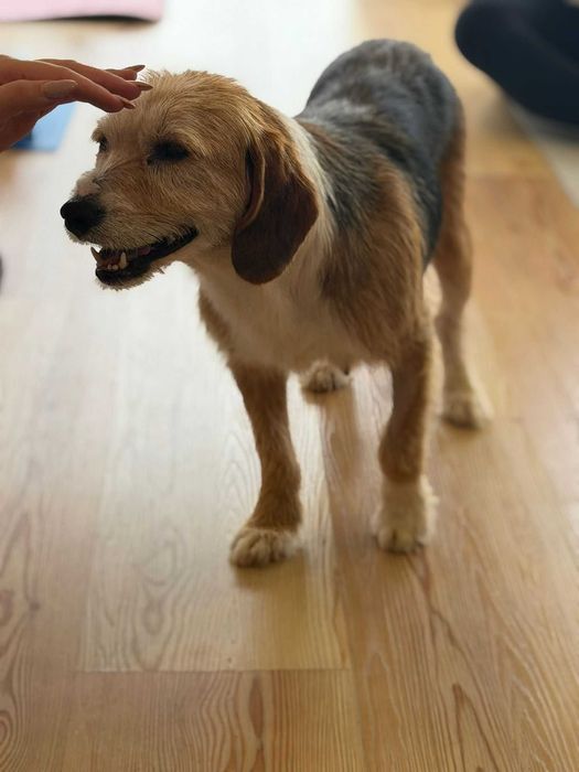 Cadela para adoçao (Foca)