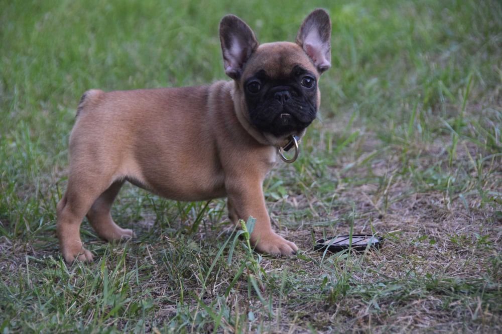Buldog Francuski FCI