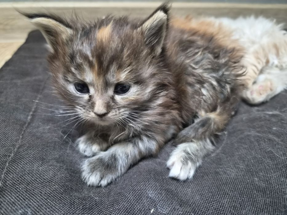 Szylkretka Maine Coon FPL