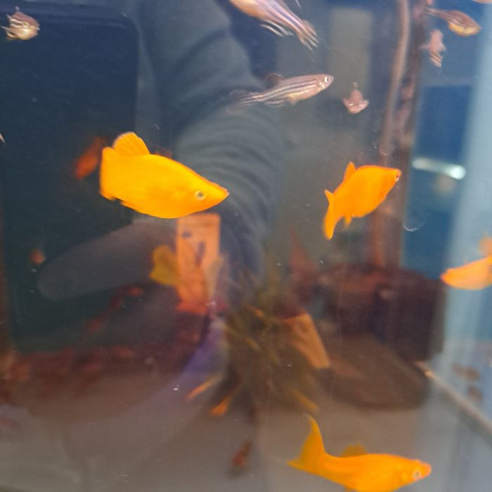 Molinezje złota w pawik.pl sklep zoologiczny