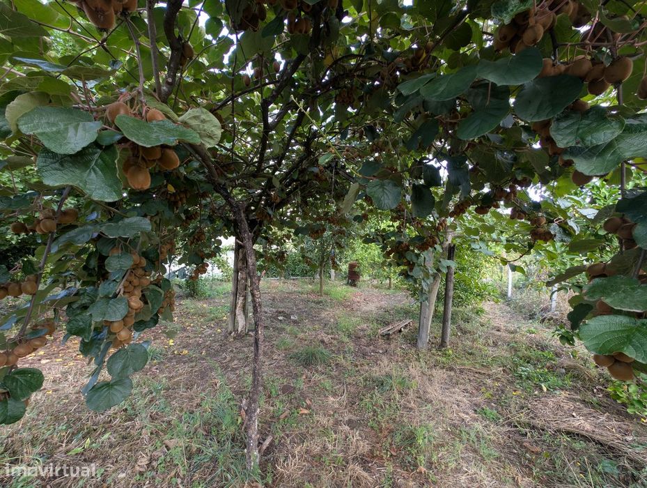 Terreno Misto em Vilaça – 1.100 m²