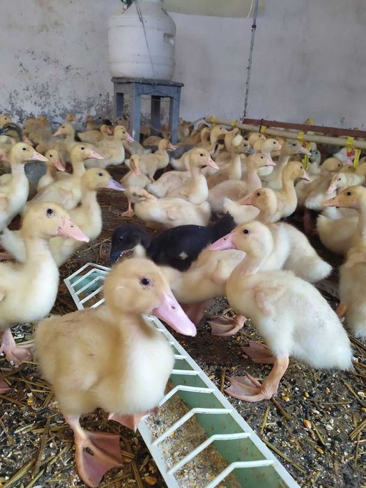 качки утки підрощені каченята орвія голубий фаворит