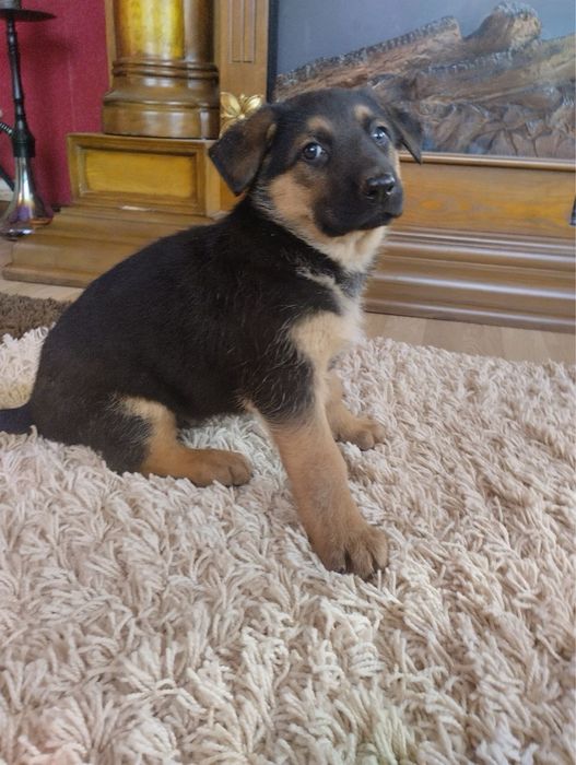 Продам цуценят Німецької вівчарки