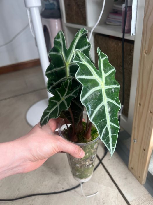 Alocasia Amazonica