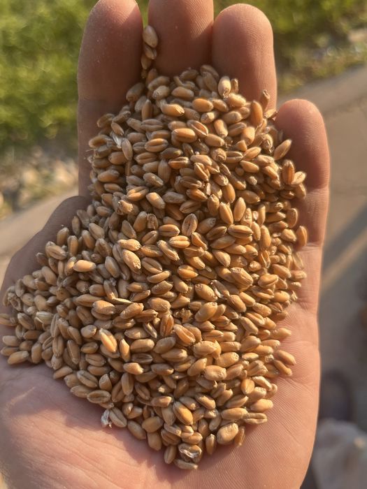 Зерно, овес, пшениця, ячмінь продам