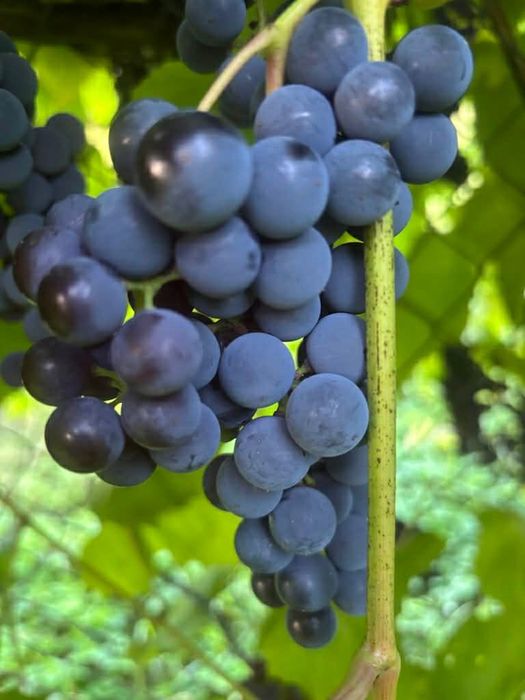 Winogrono (winogron) na wino i soki