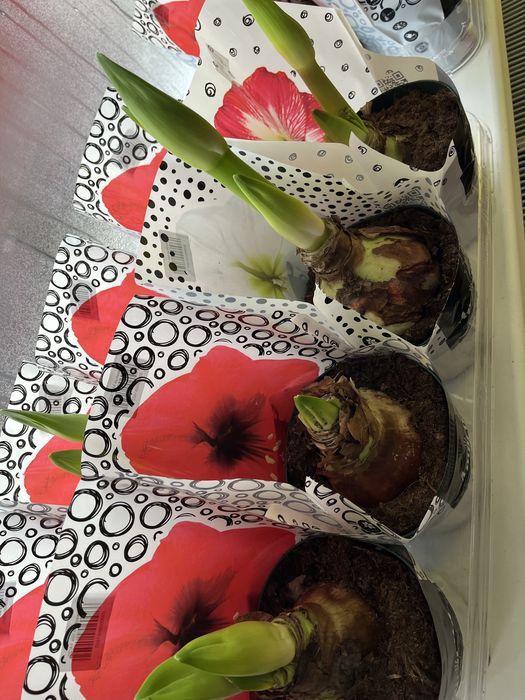 Гіпеаструм,каланхоє,діантус,ардізія,кислиця