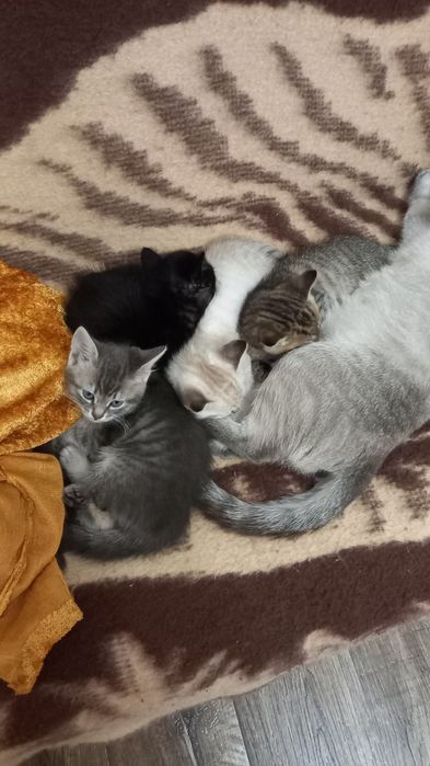 Кошенята Безкоштовно