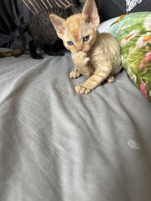 Kotek Devon Rex z rodowodem