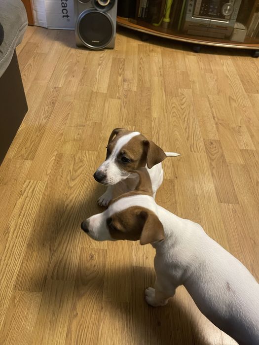 Джек Рассел Терʼєр дівчата