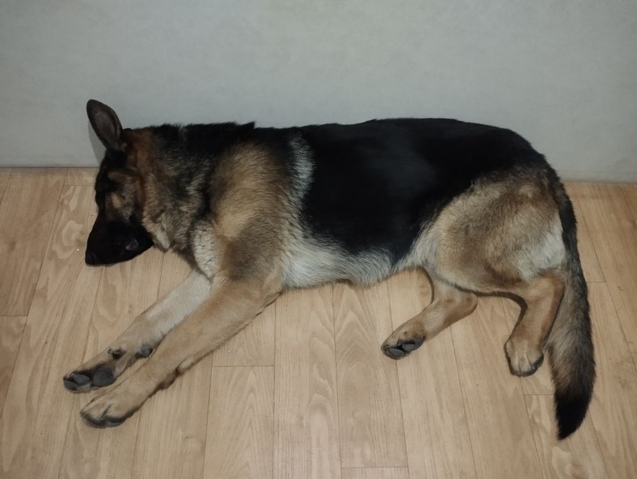 Овчарка.Кобель для случки.