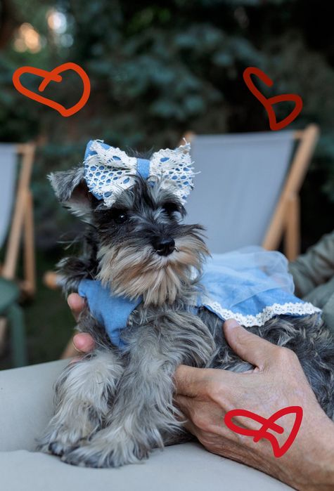 Неймовірна красуня) цвергшнауцер