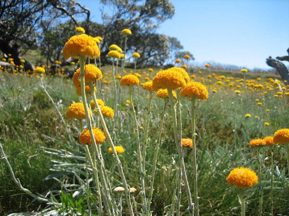 20 Sementes de Craspedia Globosa Amarela