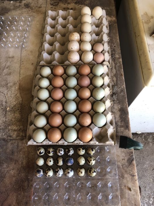 Ovos de Codorniz/Fraca/Galinha/Pata/Perua