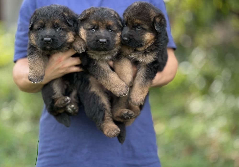 Наші самі кращі вівчарки! Породні, крупні, груба кістка, широкий ніс