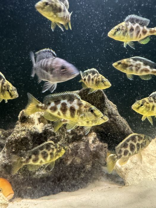 Venustus Wspaniały.