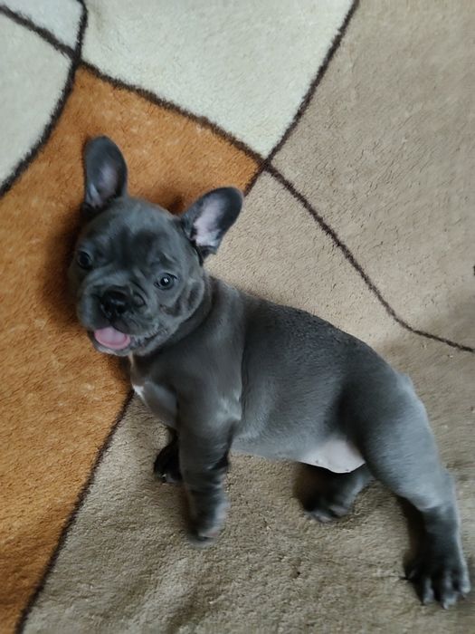 Buldog francuski niebieski sunie
