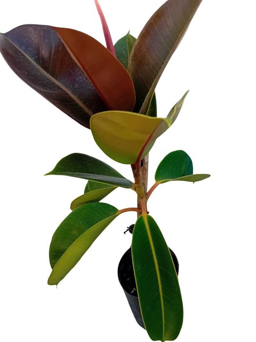 A'rvore borracheira Ficus Ela'stica
