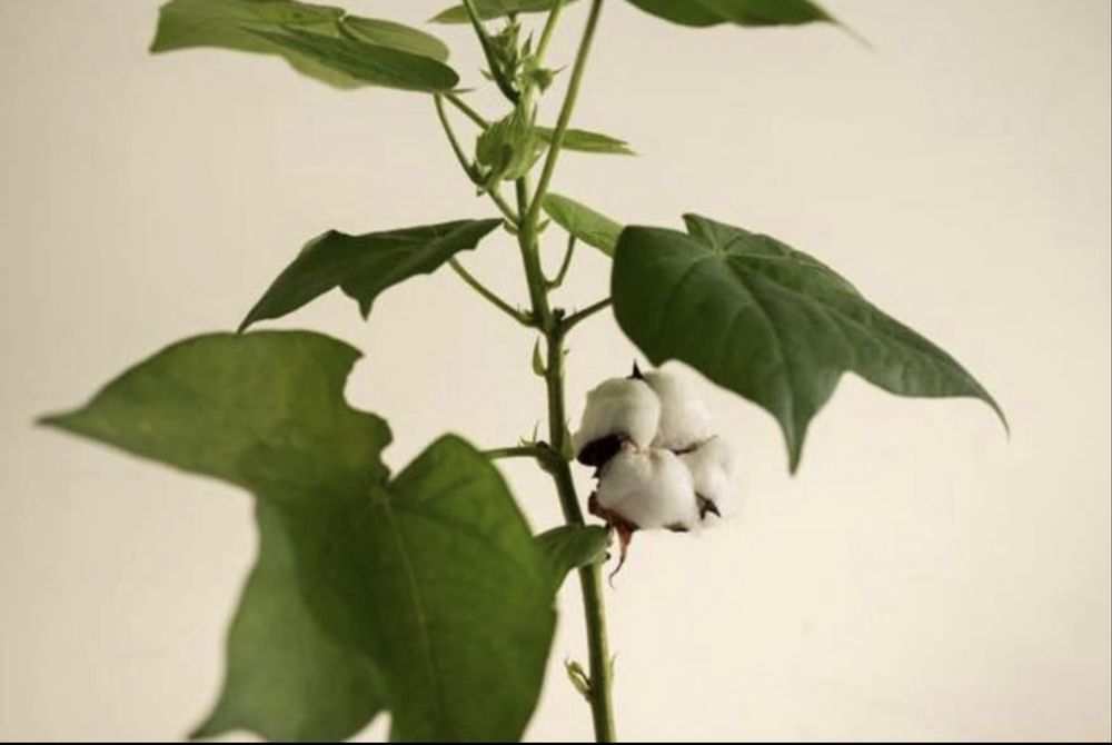 Planta Algodão mudas em vaso