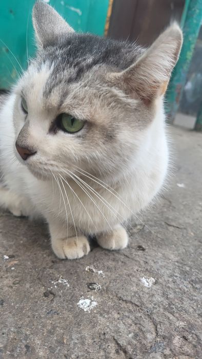 Уехали, а кошку выбросили в мусорные баки