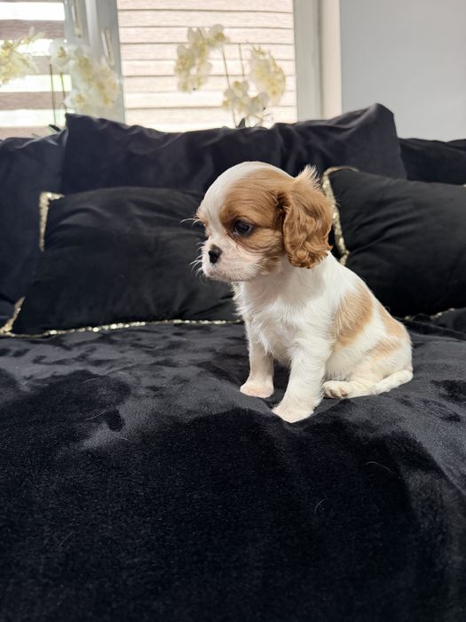 Cavalier King Charles spaniel