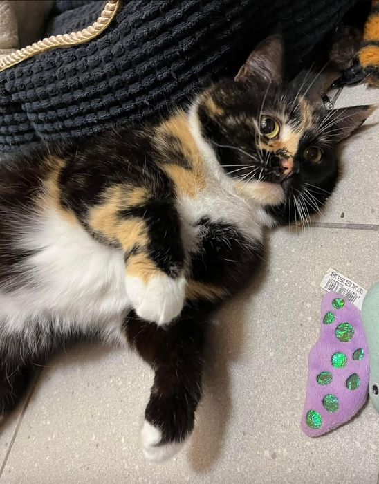 4 letnia  cudowna plamka do adopcji