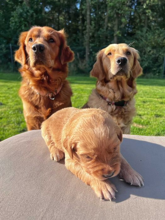 Suczka Golden Retriever - linia amerykańska