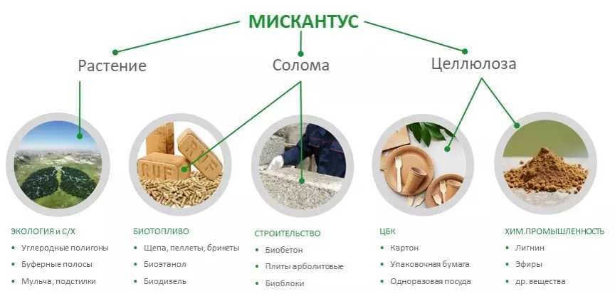 Мискантус Гигантский. MISCANTHUS GIGANTEUS, семена, корневища, ризомы.