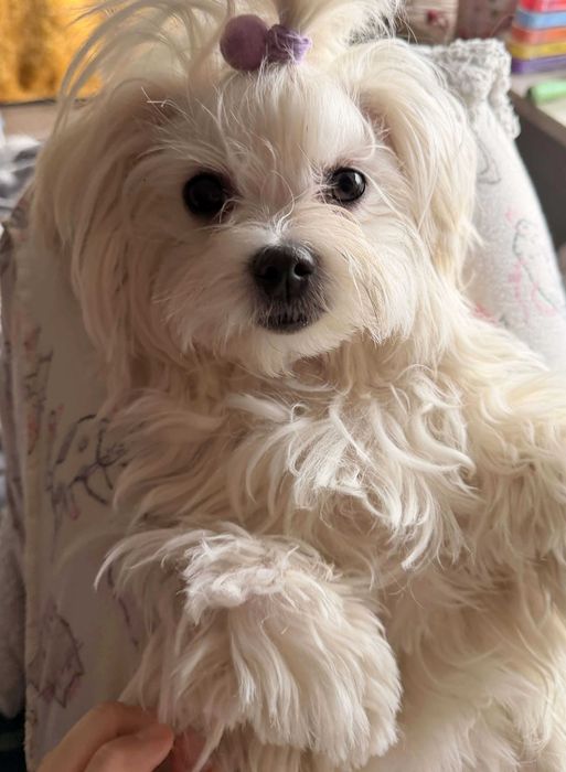 Madi - wymagająca młoda suczka maltańczyk do odpowiedzialnej adopcji