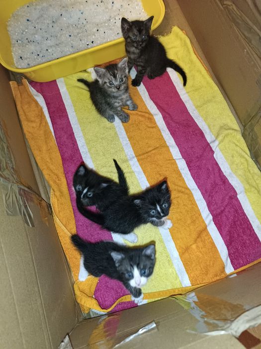 *Kociaki do adopcji*