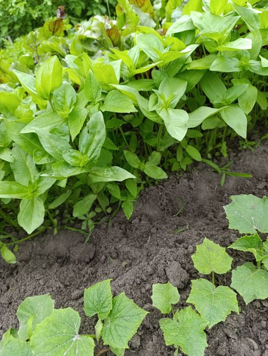 Розпродаж! Цинія, майори повні, розсада ціна за 10 шт
