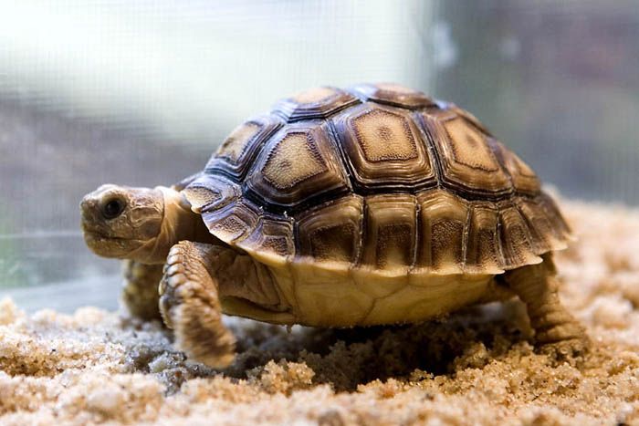 Sulcata africana