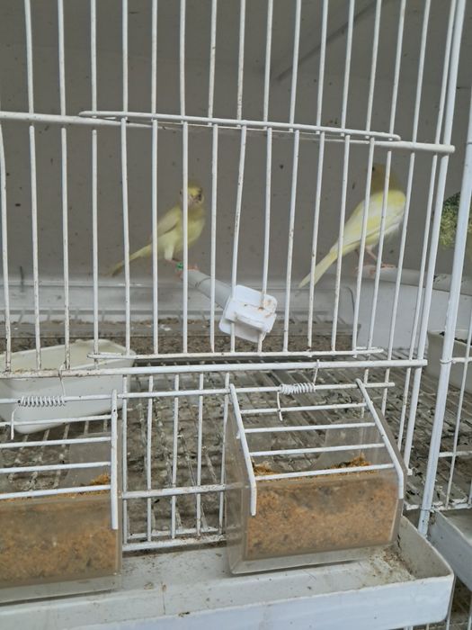 Compro LOTES  de canarios