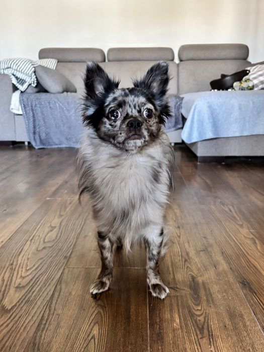 Reproduktor BLUE MERLE Chihuahua