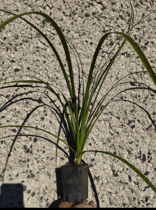 Nolina Hibernica Mrozoodporna (- 15 ) jak juka yucca kordylina palmy